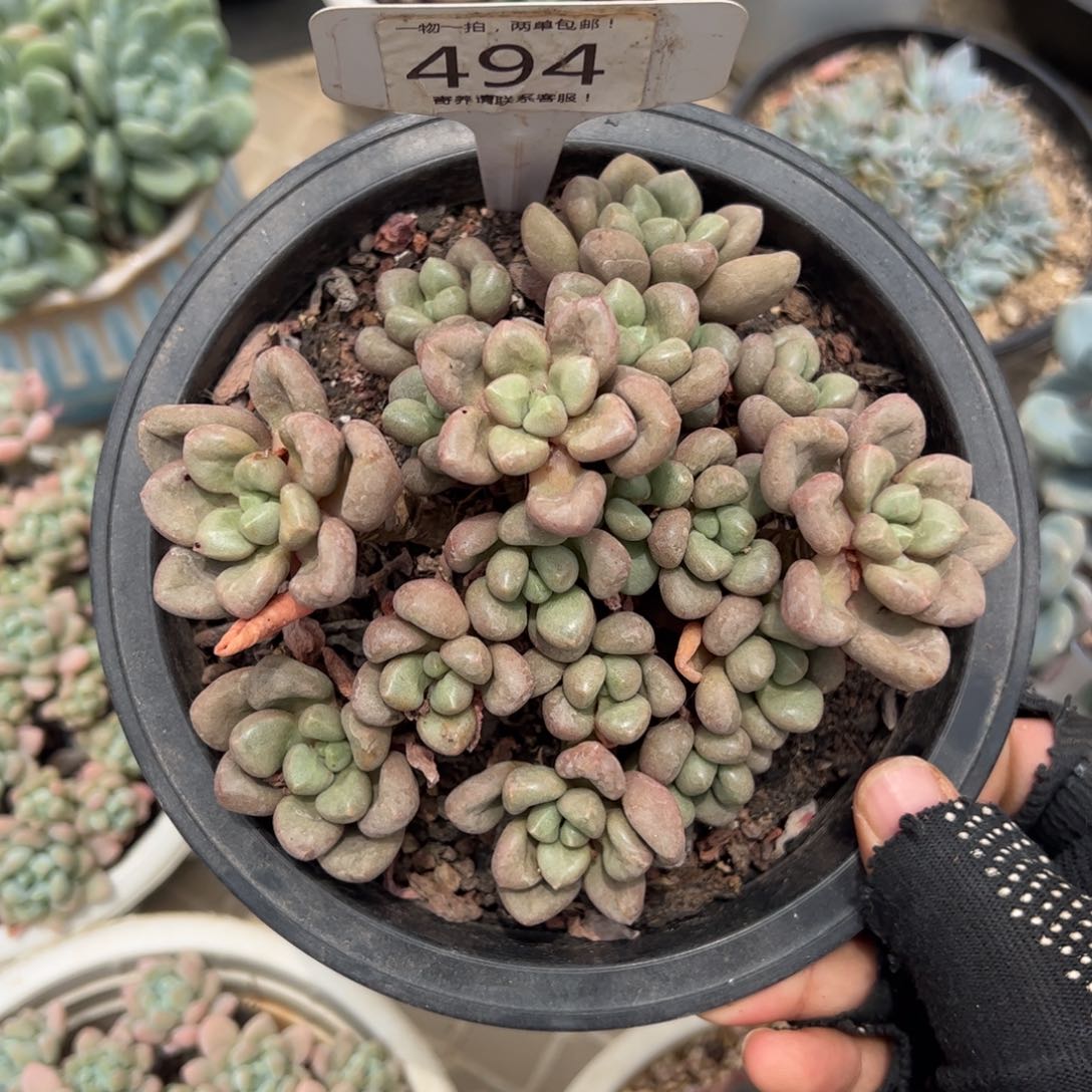 7*6494号多肉植物