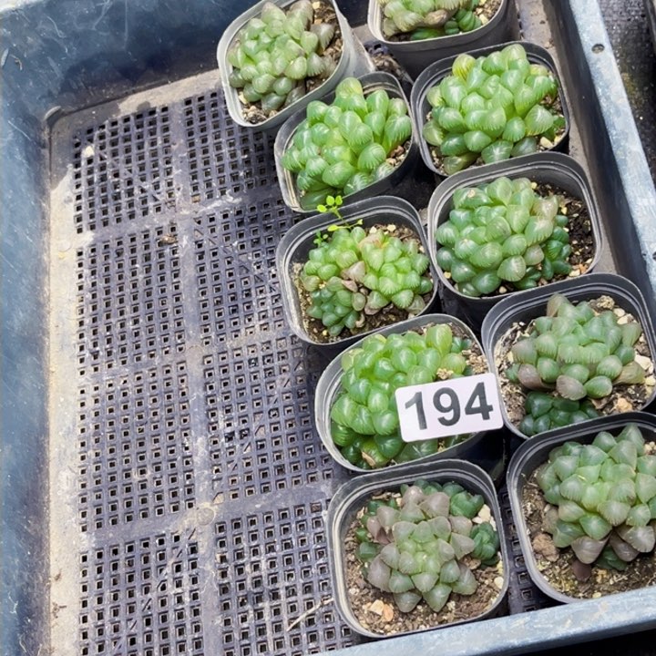 194姬玉路一物一图如图带盆