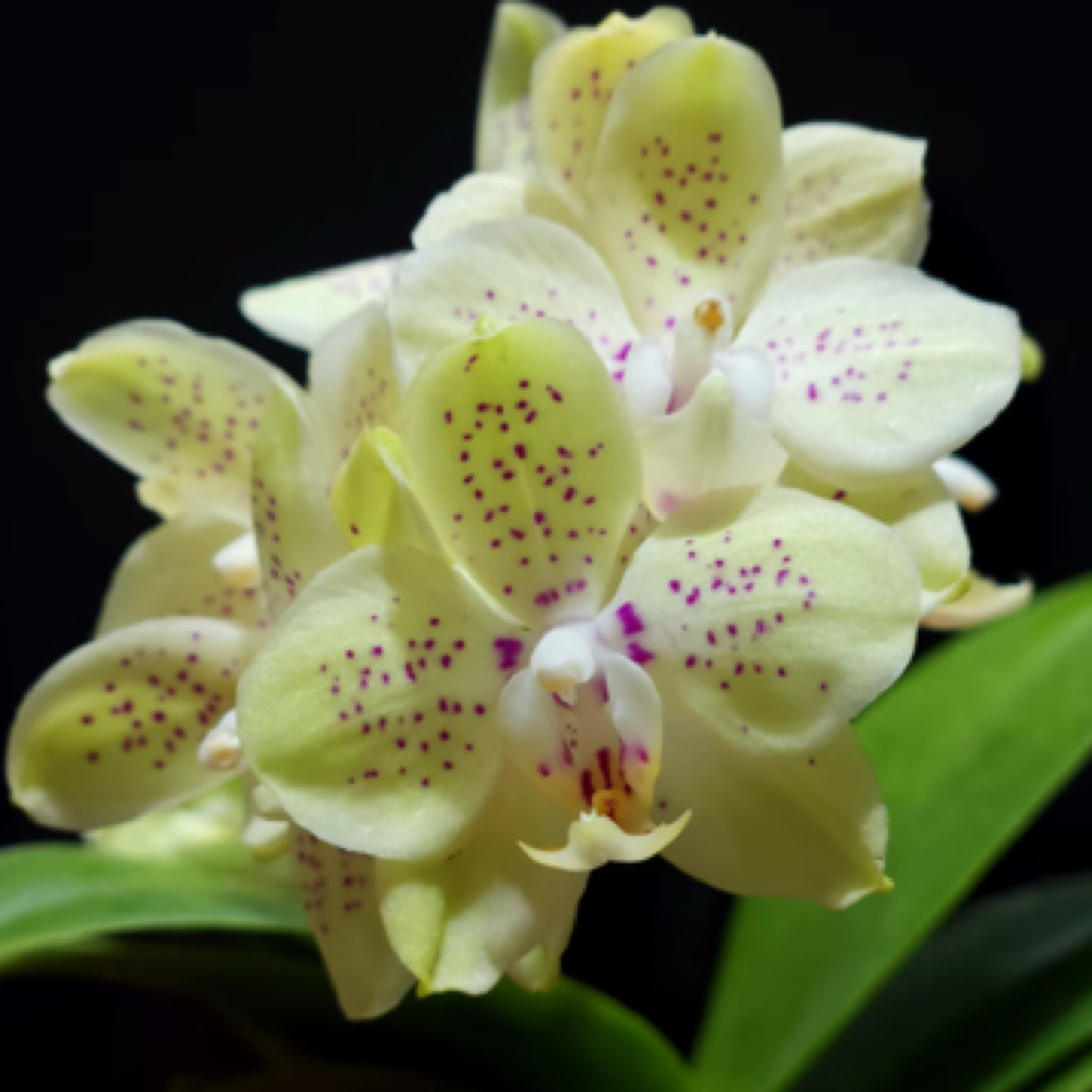 蝴蝶兰原生趣味蝶麻子脸小绿花【糯米团子】1.7宝宝苗介意勿拍兰花