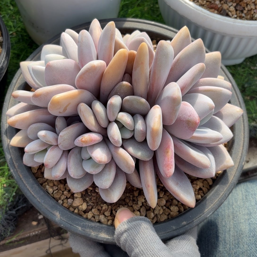 粉兔888888889999多肉