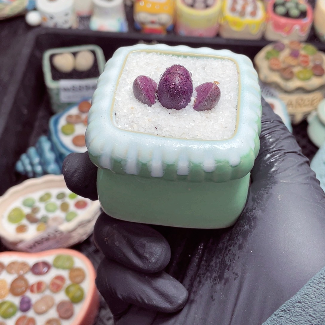 w8912--零下地区拍保温箱，-15度支持寄养