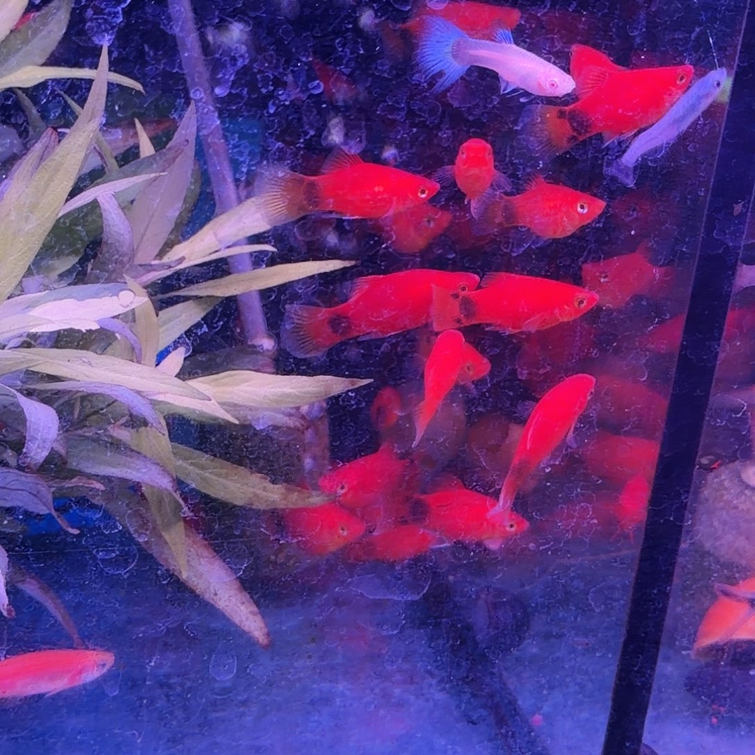 黑玛丽鱼红米奇21条(15条送6条备损)