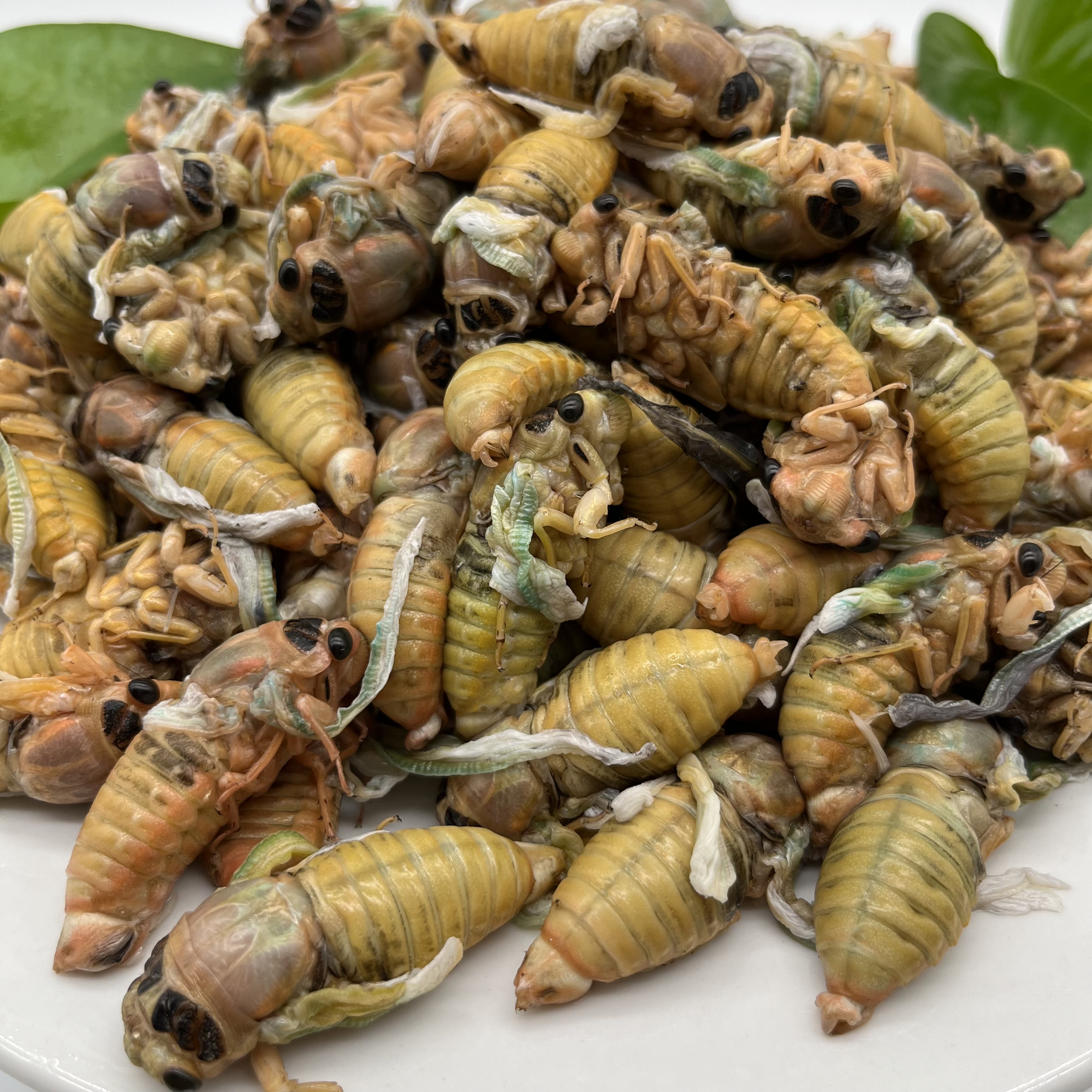 2025新鲜脱壳白蝉银蝉知了活体速冻鲜嫩高山松林瓶装昆虫美味