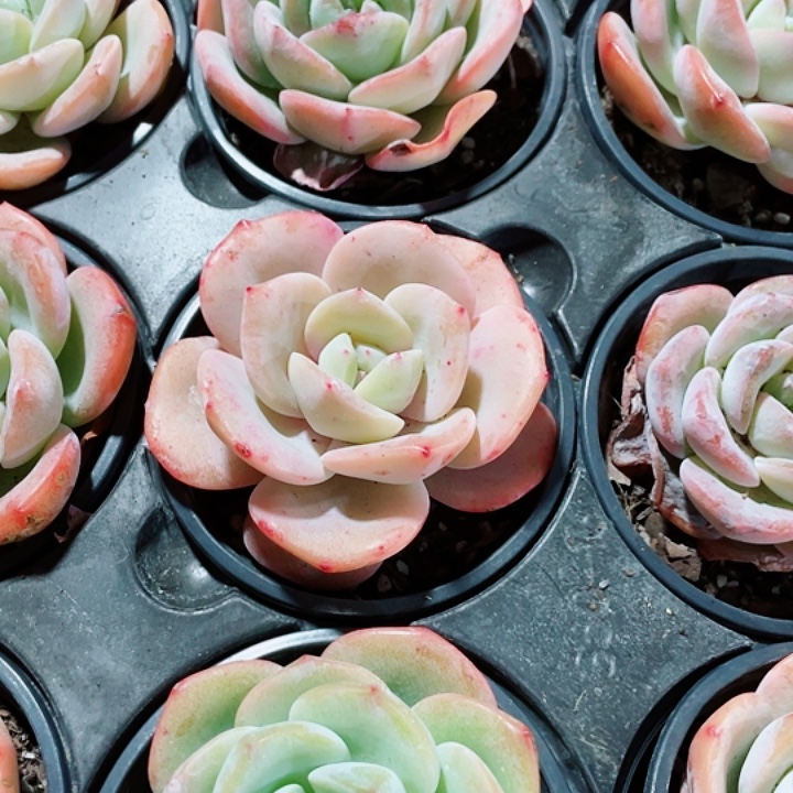 泡芙奶9.9一盆58558759955