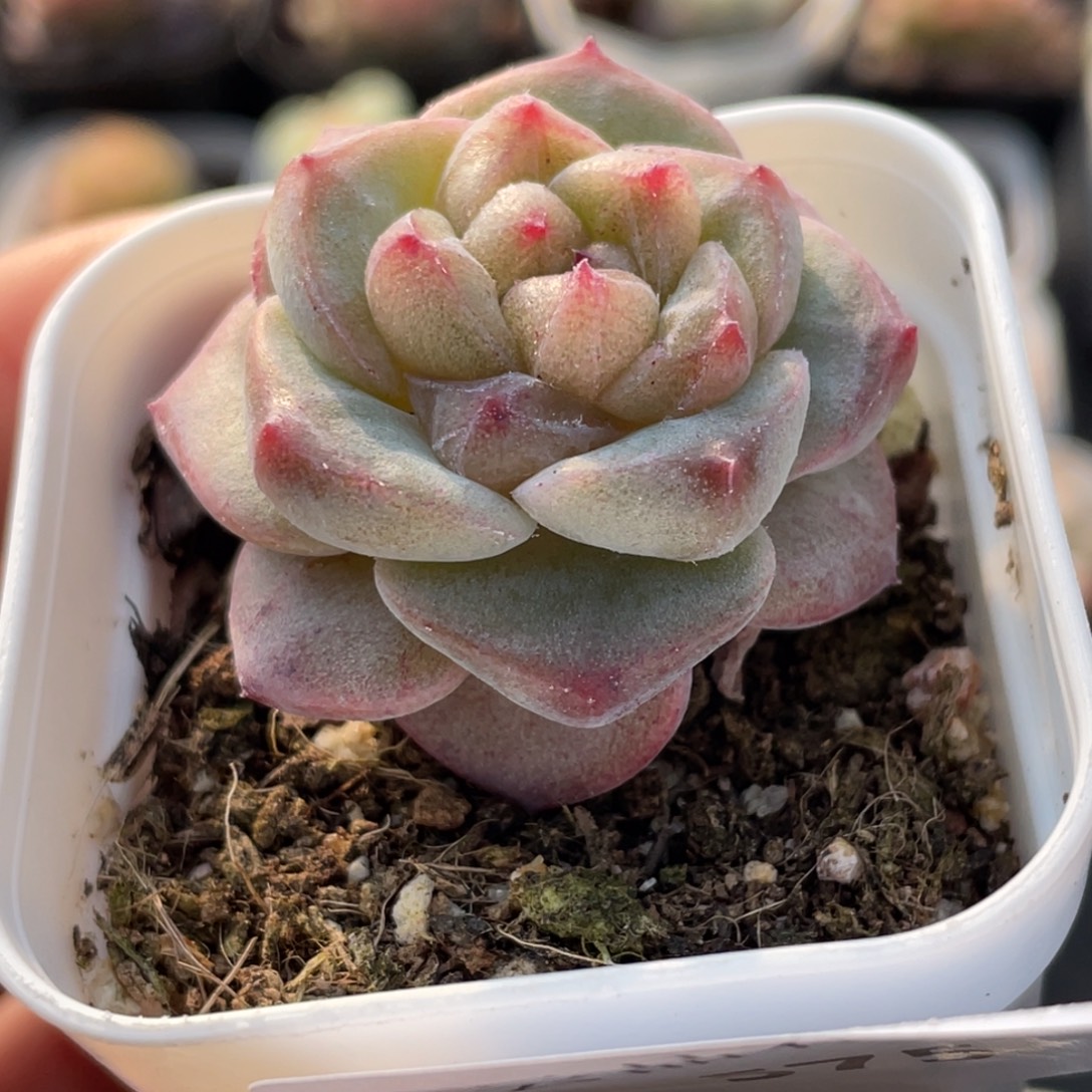 喵***喵575号糖心冰心珍妮