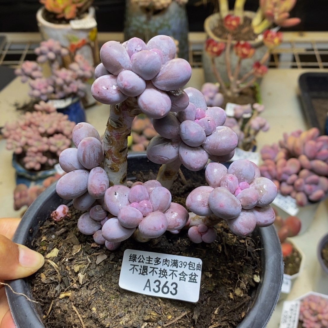 363香水手指奶多肉9c m