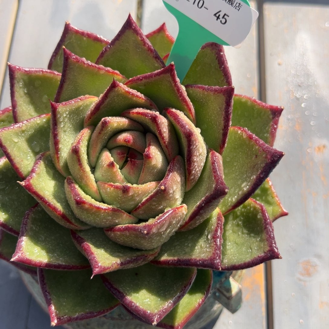 从前慢花园多肉编号1210-45