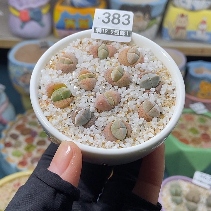 大舅生石花肉锥多肉383