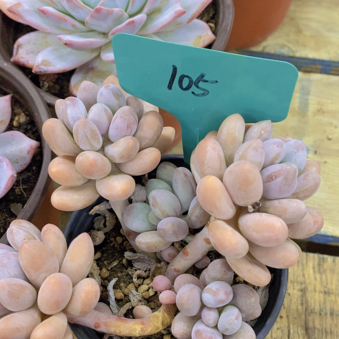 开心多肉，一单包邮，一物一拍