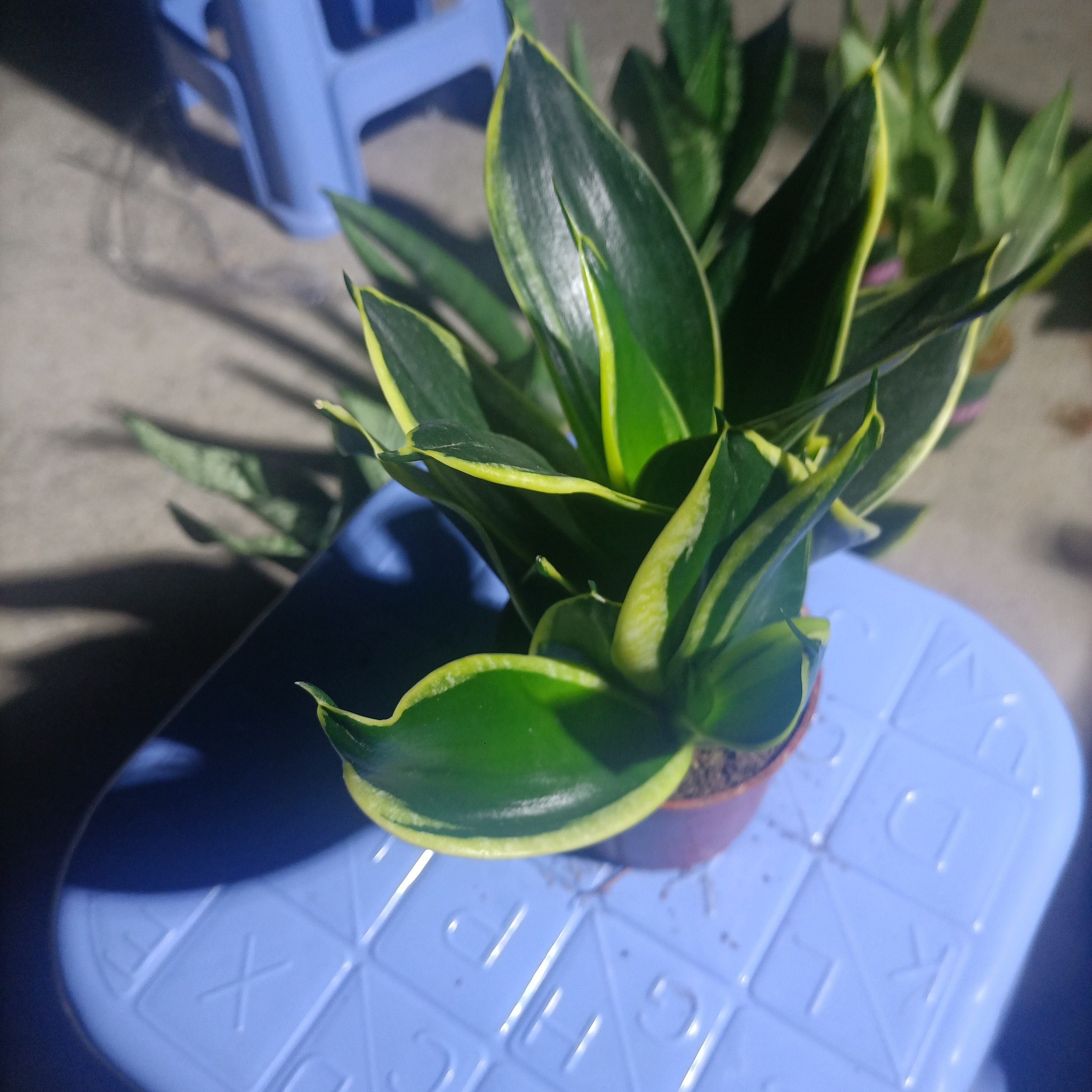 荷花兰虎皮兰室内花卉绿植盆栽吸甲醛四季常青