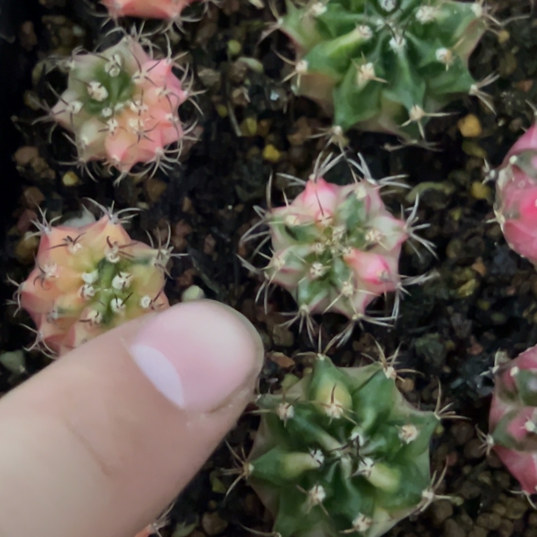 向日葵侧芽自根脱土发货12