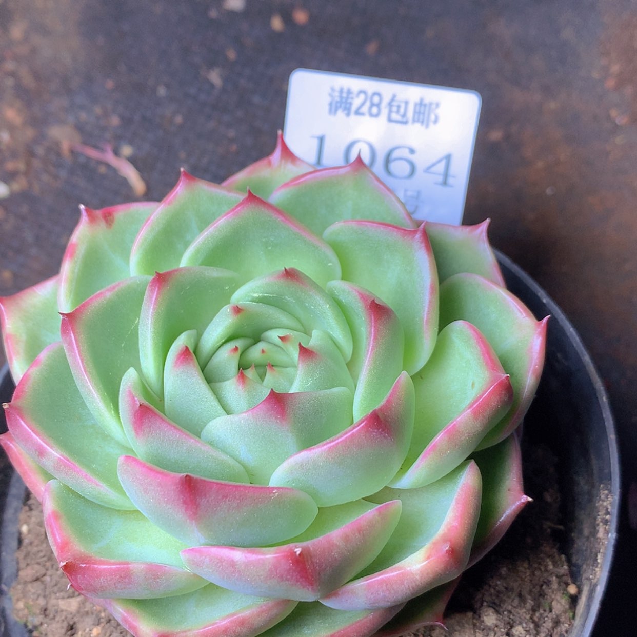 【闪购商品】云1064号