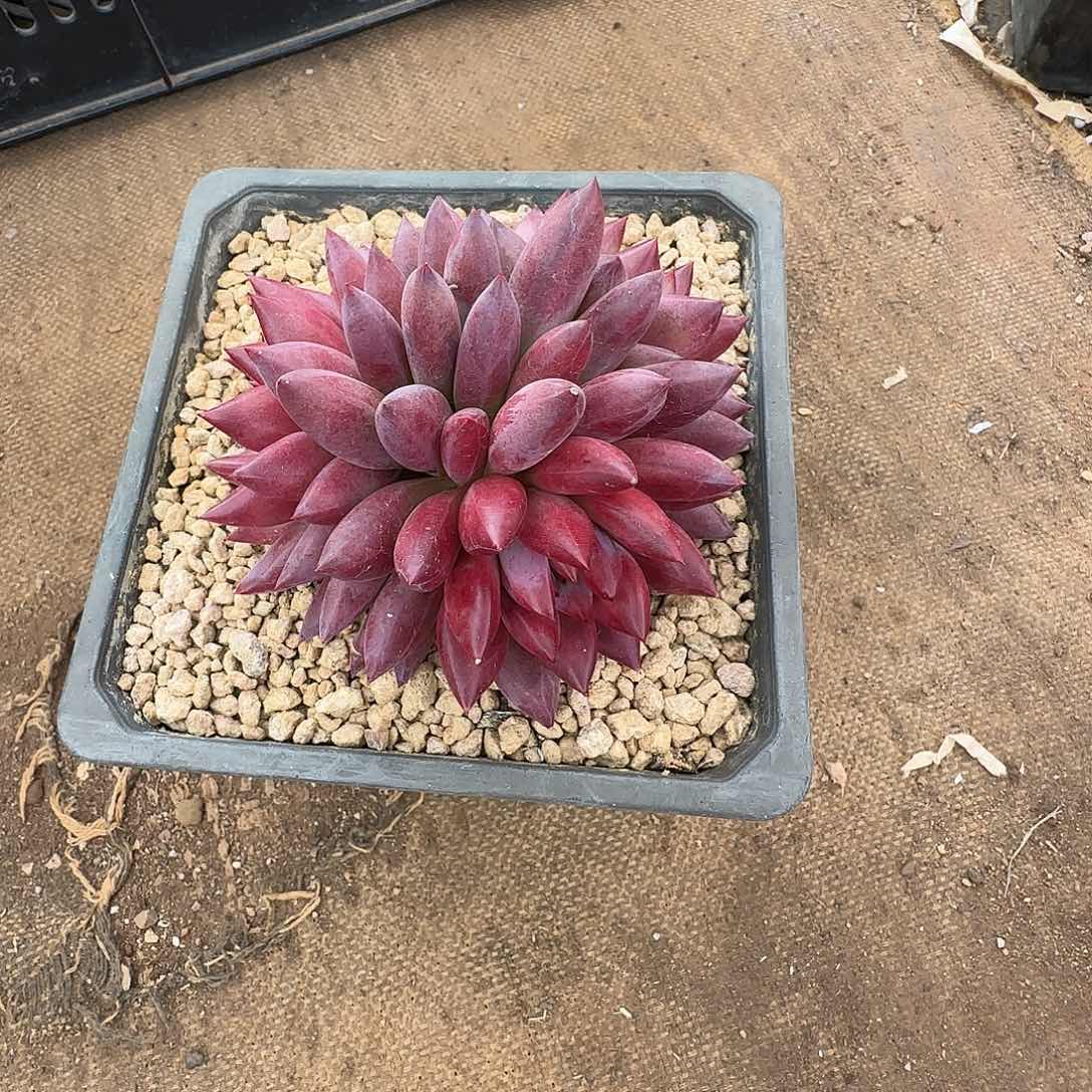 薇*兴兴园艺。胖虞