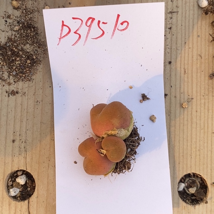 39510毛毛一组，一组一组一组