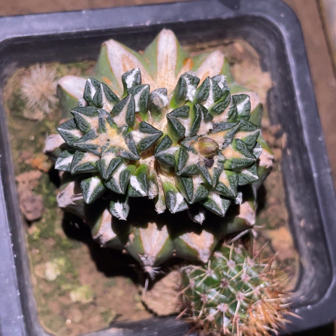 咖*色双头黑牡丹 仙人球开花