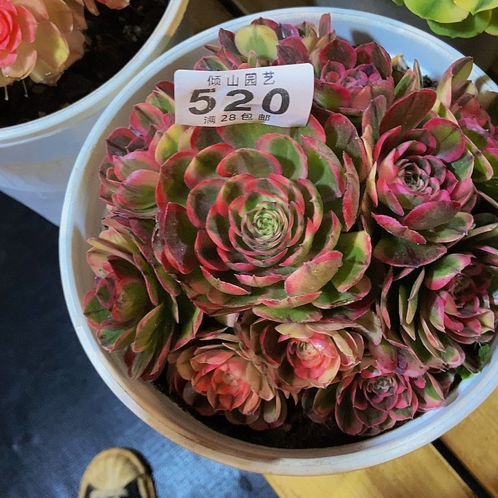 随*520号多肉植物海神