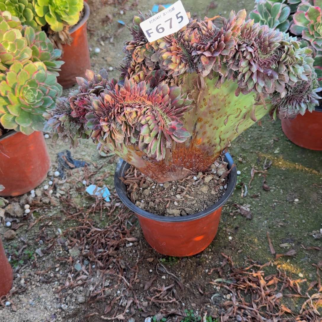 675黑魔锦 多肉植物