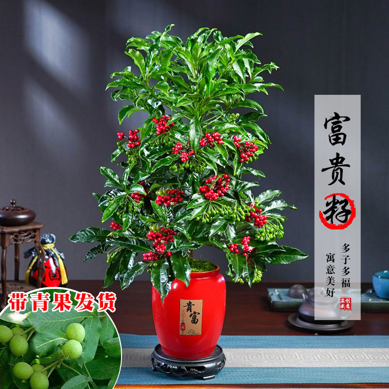 【带绿果发货】富贵籽盆栽耐阴花卉净化空气网红观果绿植物办公室内