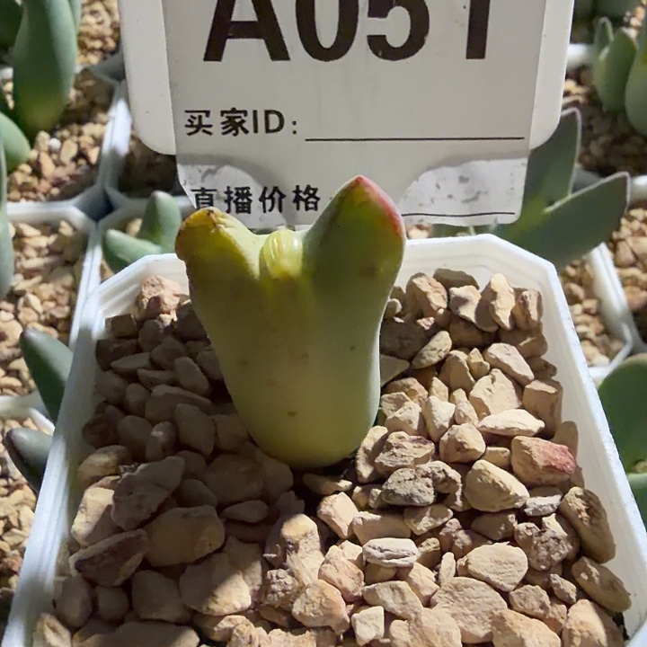****妹051。多肉植物的生长