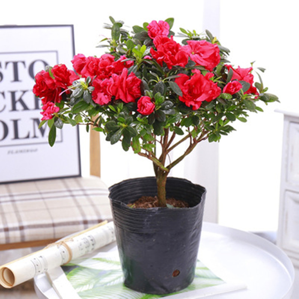 四季杜鹃花杨梅红独杆带花苞好养花卉绿植 B