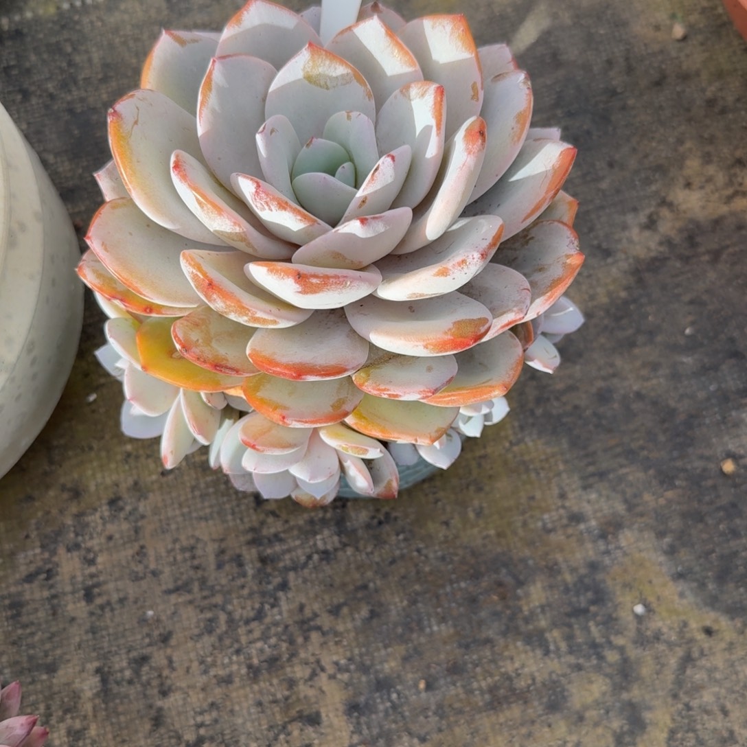 25-11-27一物一拍半捧花奶茶群210