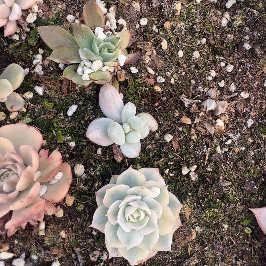 锦***s多肉植物多肉植物