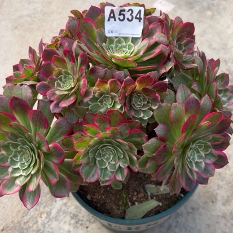 534莲花25厘米左右