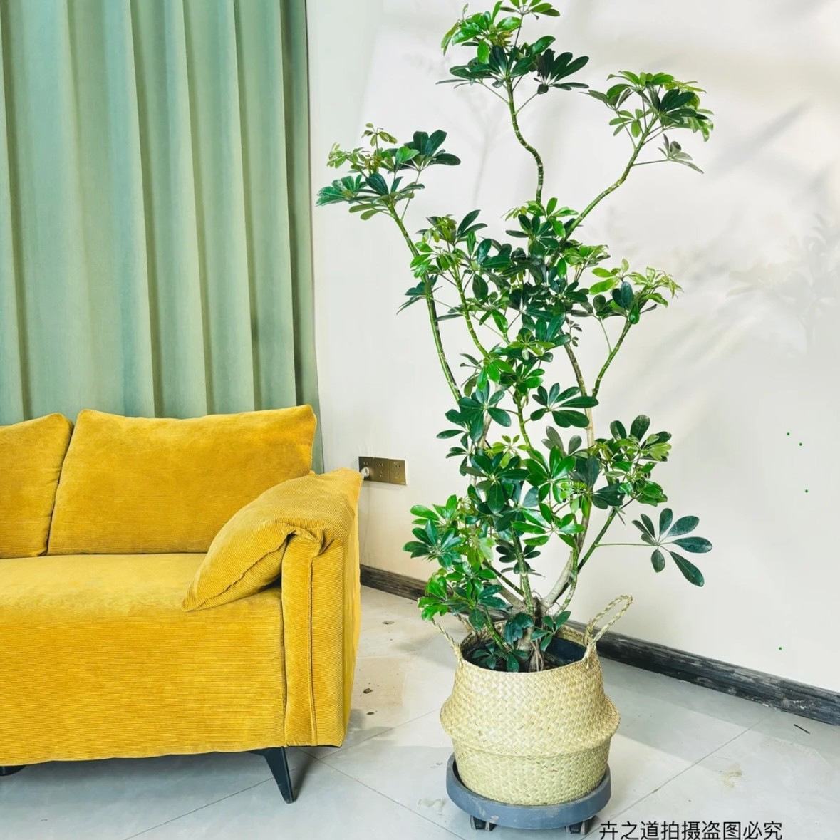 多支鸭脚木大盆栽室内绿植客厅阳台落地大型乔迁植物八方来财