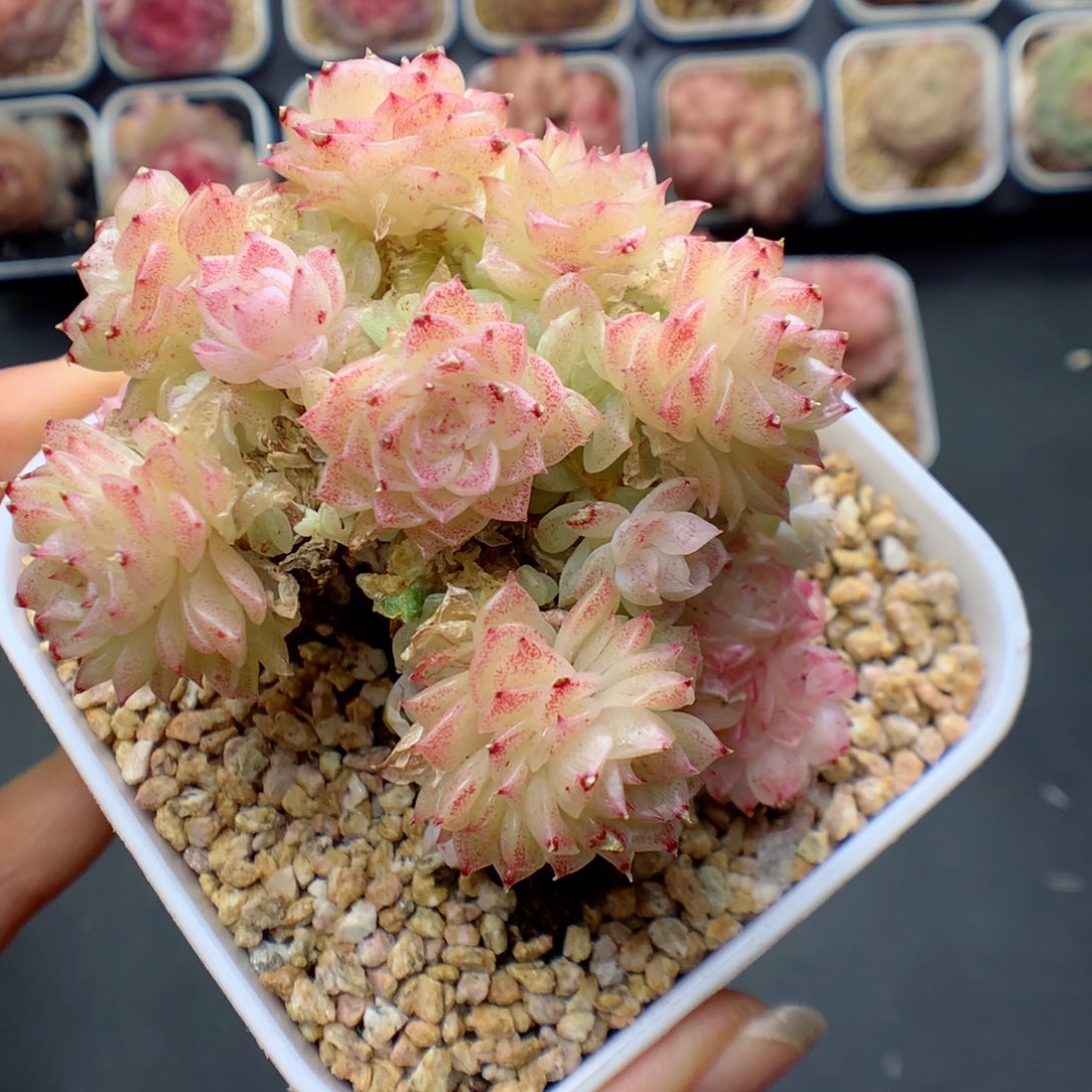 多肉植物。 麦秆不包整5