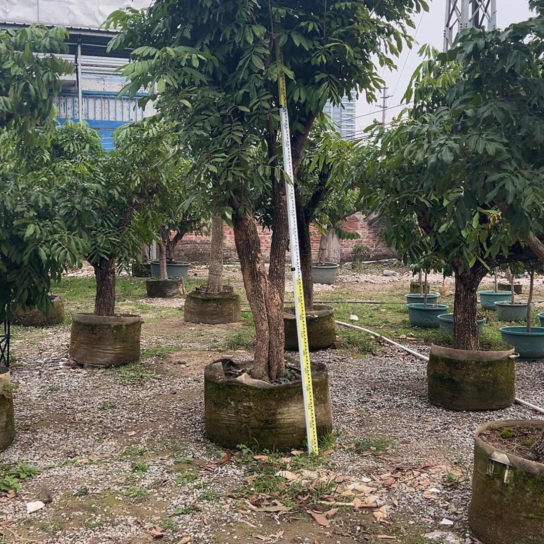 志***在完全开放果树果树果树11111111