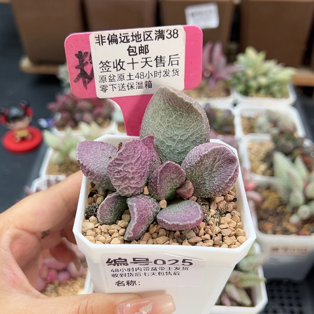 025哈默猪肝多肉植物