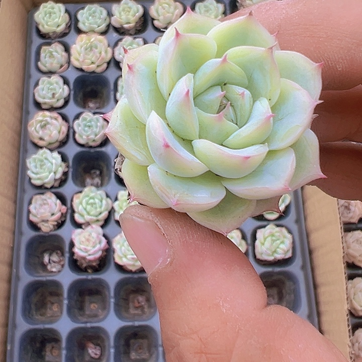 法兰西玫瑰精品多肉