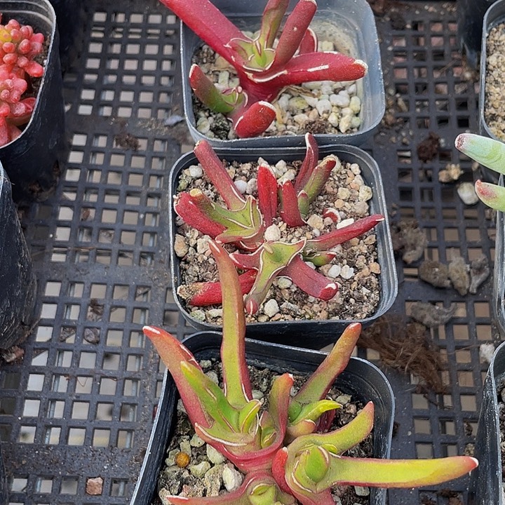 新妖2.8带盆土发货