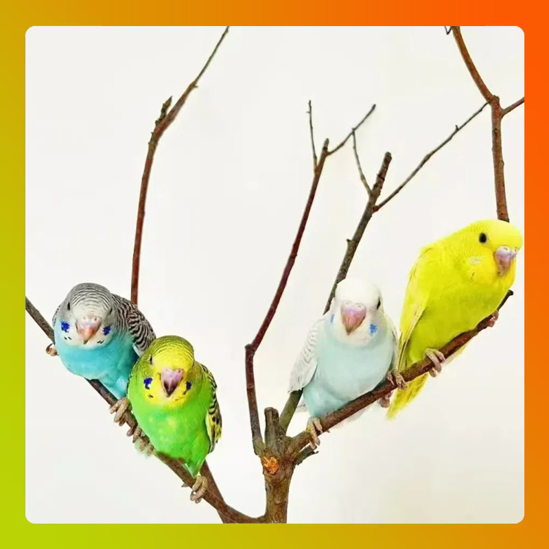 【鹦鹉】2只一对彩色宠物鸟（包邮到家）