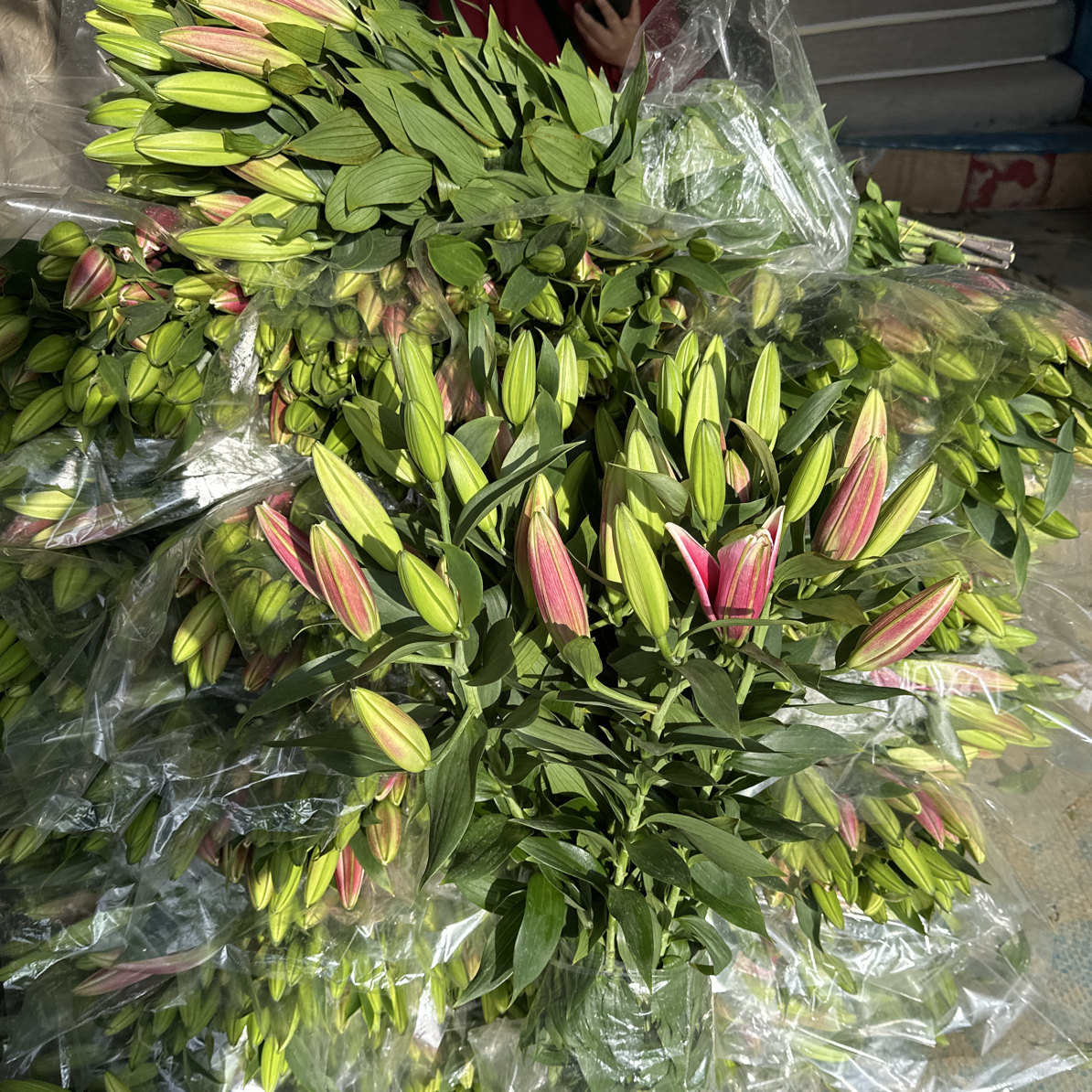 第三家红粉色火凤凰百合多头，我要买我不售