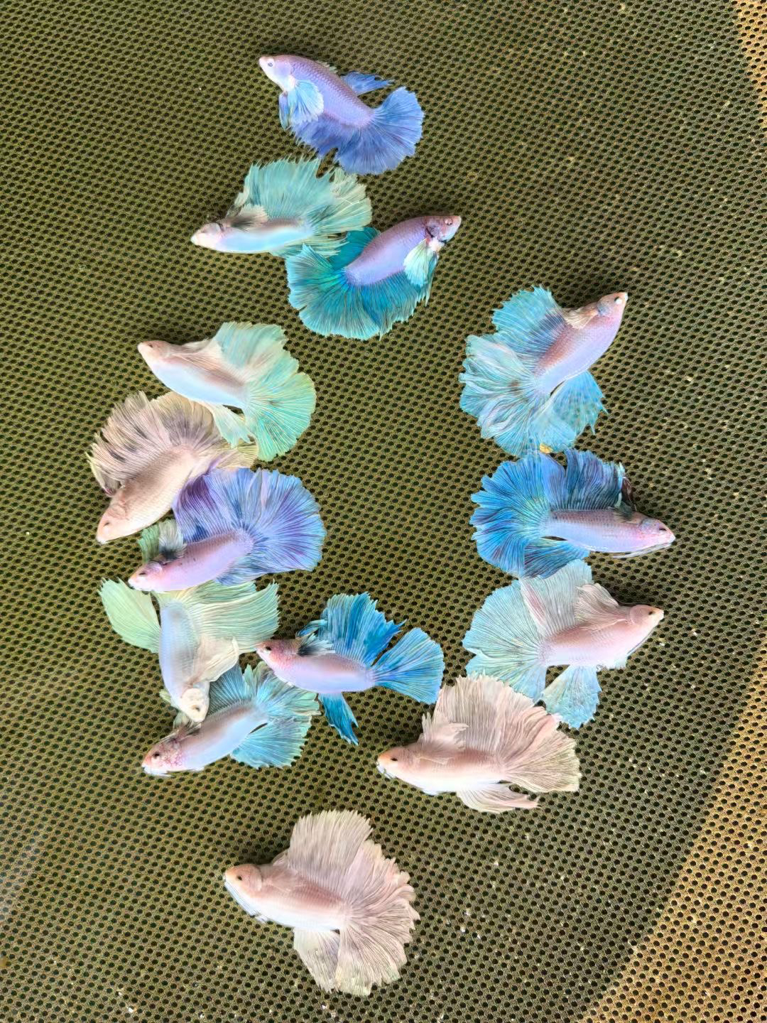 直播选鱼泰国斗鱼