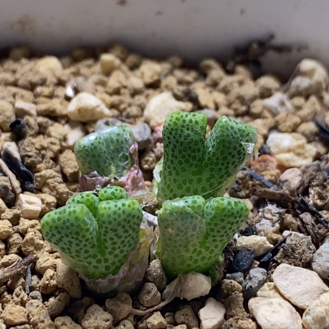 好看好看好看大鹿角斑ma