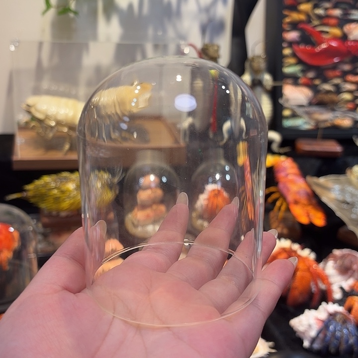 迷你具足虫标本玻璃罩