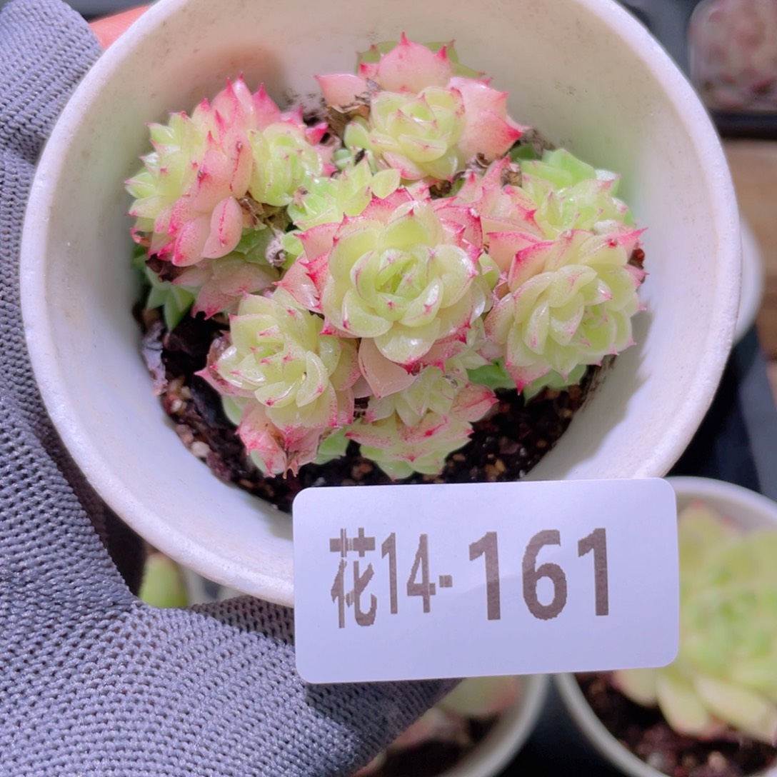 花利美14-161麦秆群