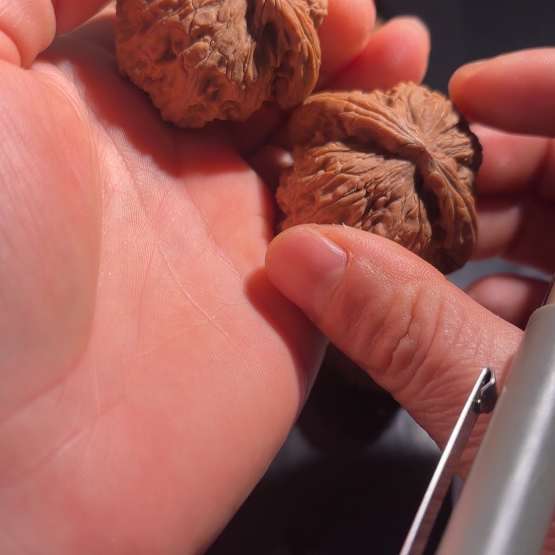 玉***风核桃白狮子43尺山地果