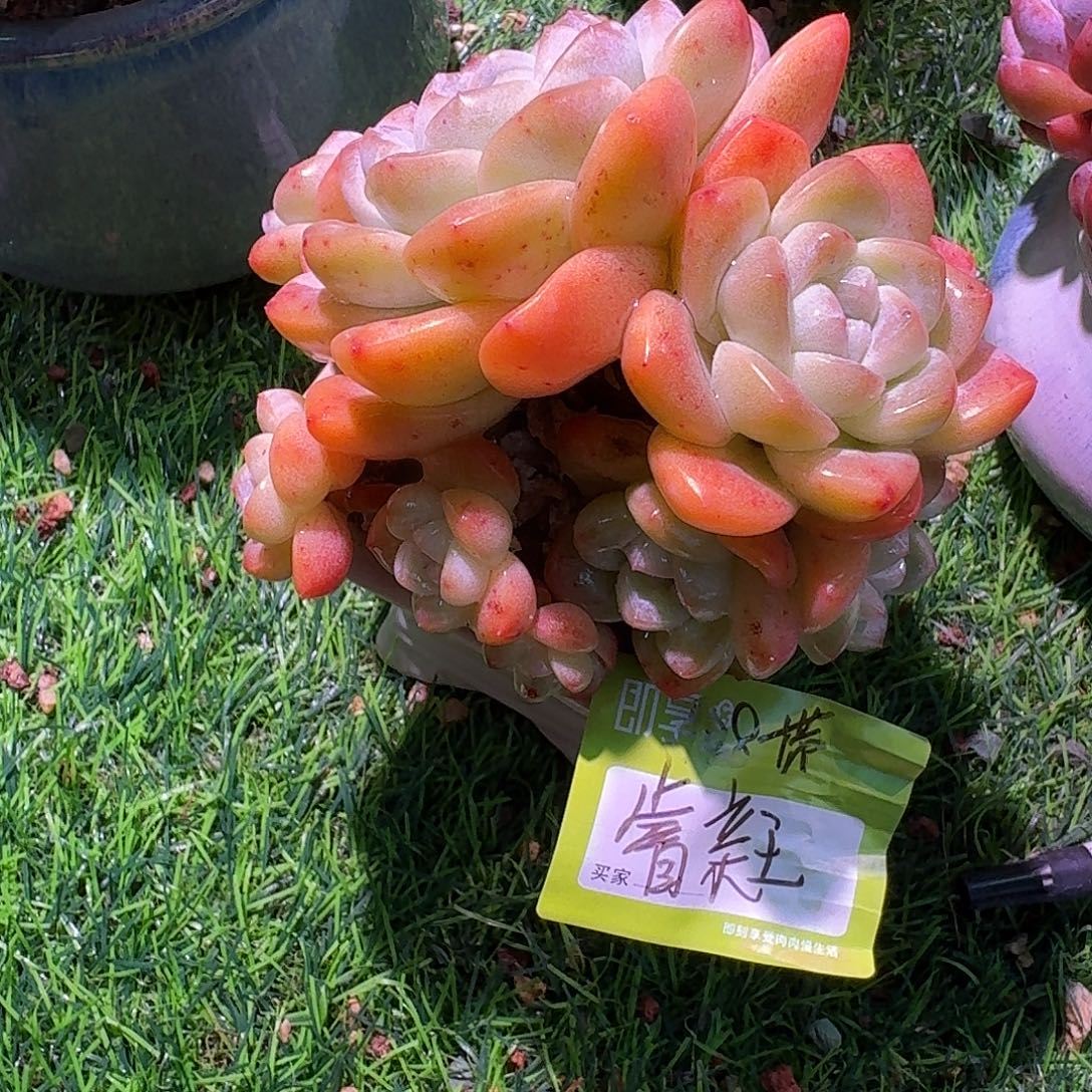 睿***王冰玉群生带盆一颗发货