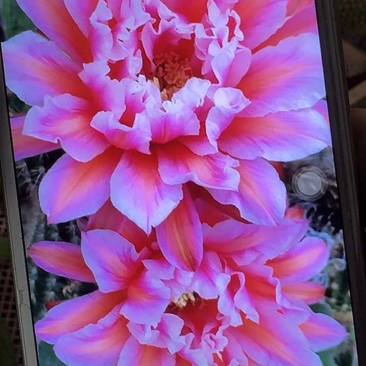 城堡侧芽5公分左右毛花柱（20包邮