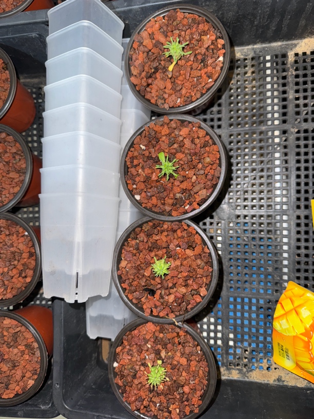 群星冠多肉植物多肉单颗价格随机发