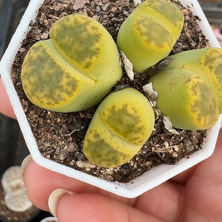 生石花1111。   62