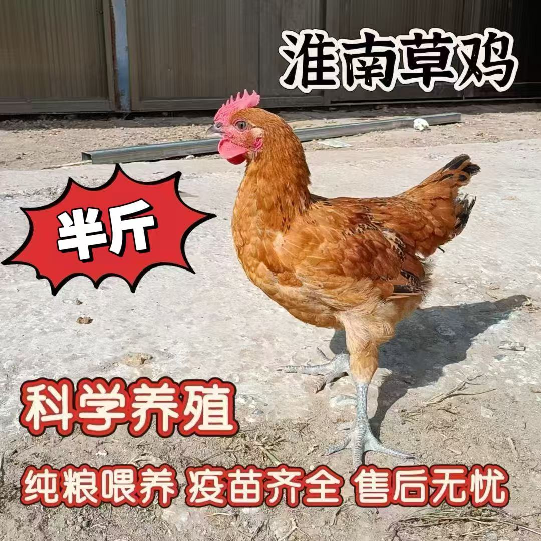 淮南麻黄鸡宠物鸡土鸡长尾鸡【顺丰包邮】半斤发货到手11只