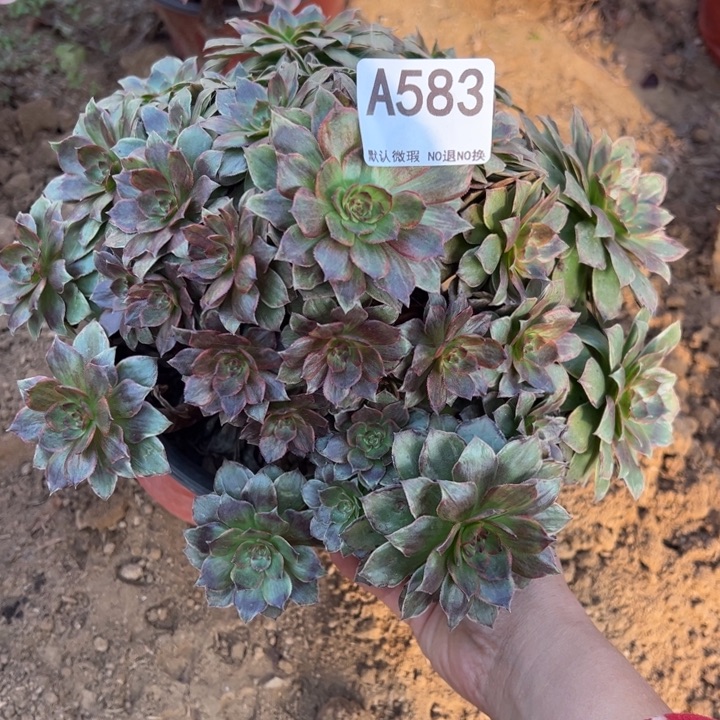 红霞多肉植物583.