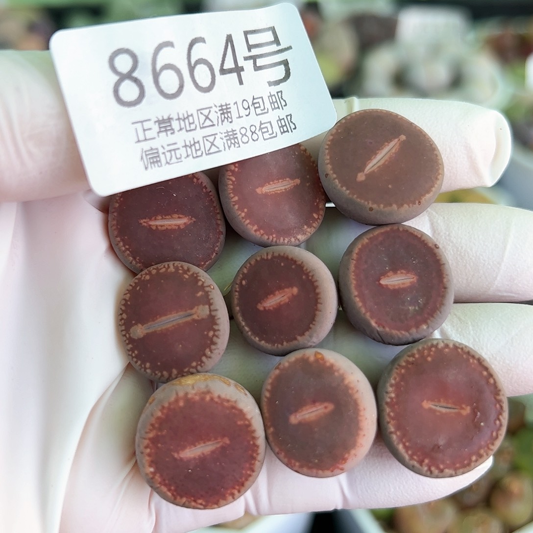 好养易活生石花大母本8664