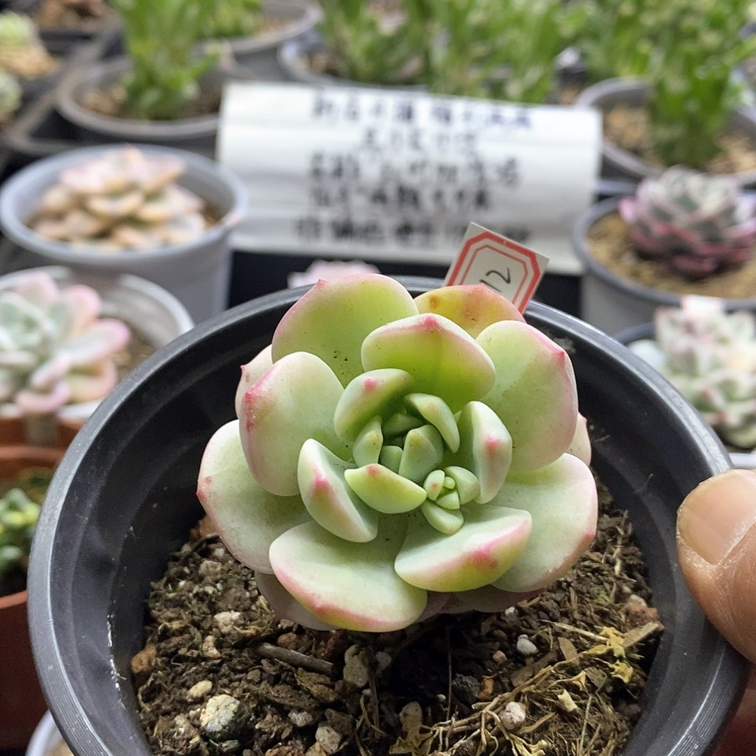 17112香草锦多肉植物
