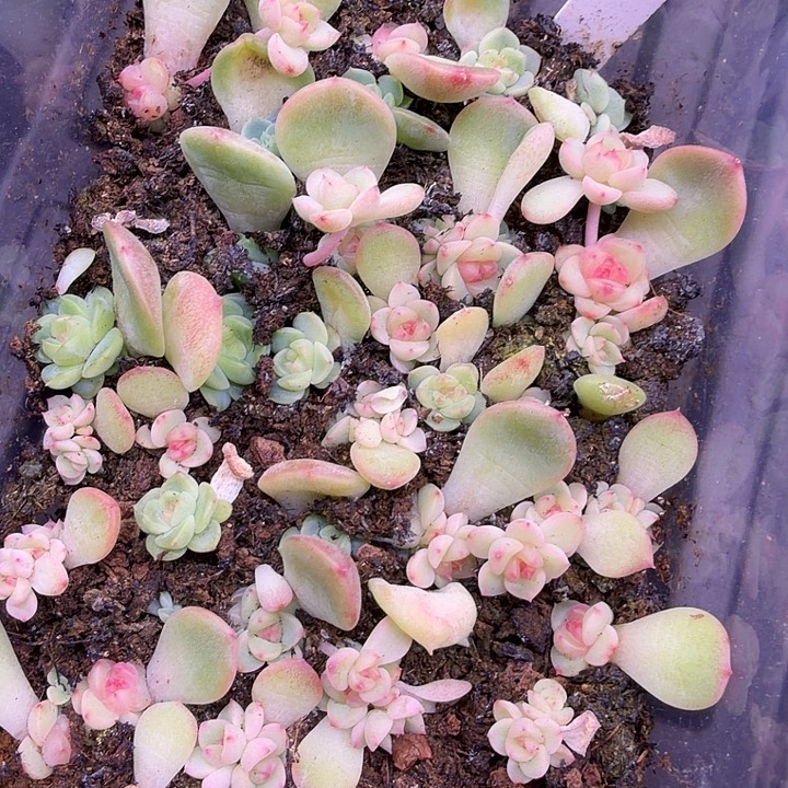 628随机单头一颗2cm