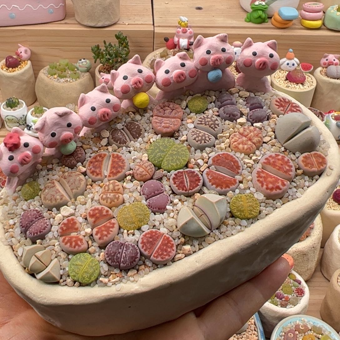 多肉植物112号彩色